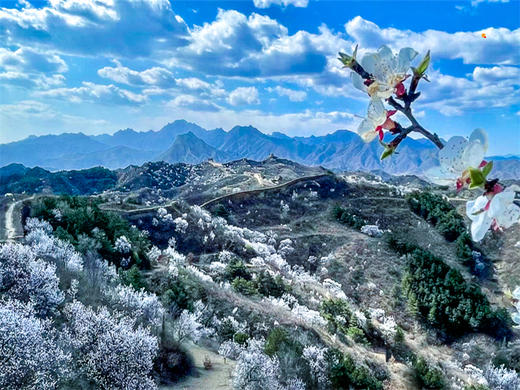 【蟠龙山1日】气吞山河之势的残缺之美漫山遍野的山杏花盛放 商品图2