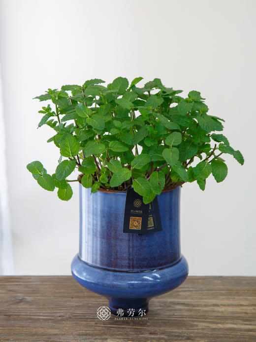 水培薄荷盆栽 商品图0