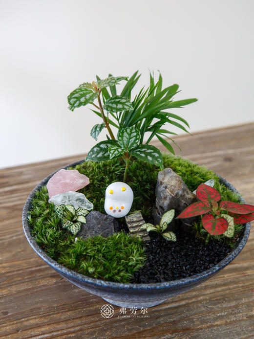 苔藓组合盆栽 商品图0