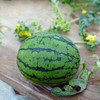 潍坊小糖丸2k手撕小西瓜，一藤一瓜  4-5斤1-2个瓜 商品缩略图10