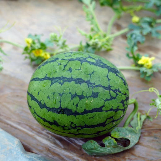 潍坊小糖丸2k手撕小西瓜，一藤一瓜  4-5斤1-2个瓜 商品图10