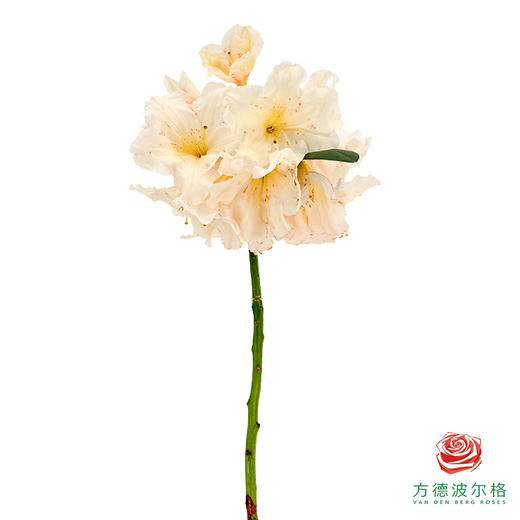 高山杜鹃 商品图1