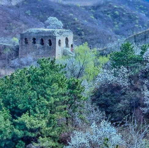 周末1天【蟠龙山长城】气吞山河之势的残缺之美の漫山遍野的山杏花盛放