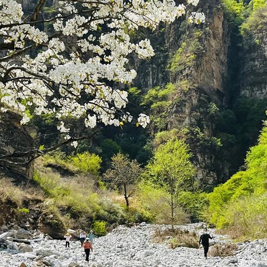 赏大滩梨花｜4月18日 商品图0