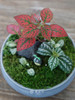 苔藓组合盆栽 商品缩略图2