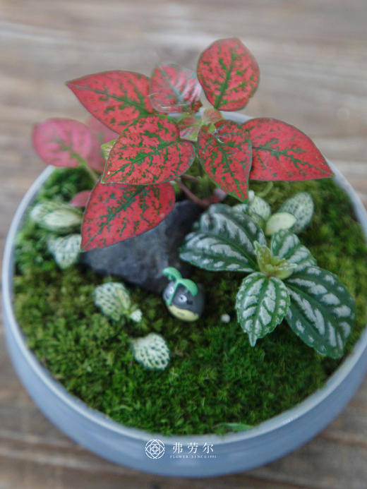 苔藓组合盆栽 商品图2