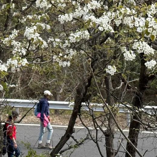 周末1天【梨花大道78元】镇罗营万亩梨花-迎来最佳赏花期-7公里休闲徒步 商品图1
