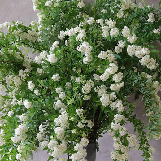 预售11号到货 小手球 一扎5支 支长90厘米 商品图1