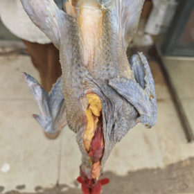 巴之源土鸡农村散养母鸡公鸡坐月老鸡乌骨鸡黑土鸡整鸡炖汤现宰