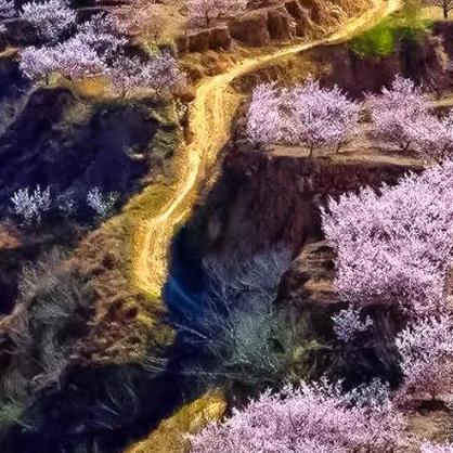 周末1天【黄土高坡杏花78元】万亩杏花黄土高坡上绽放-黄土坡11公里环穿 商品图2