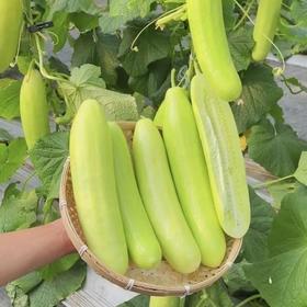 海阳白玉黄瓜奶油黄瓜