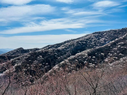 3.14/15【亲子密云古堡掘“金”】亲子•密云古堡掘“金”｜密云徒步赏花-古堡脚下掘“金”-当一日“戍边采姜人” 商品图5
