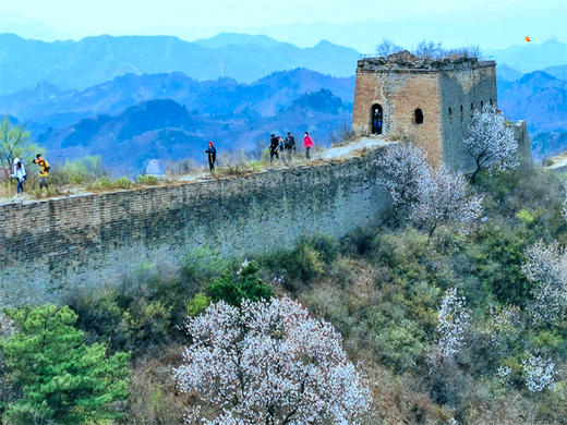 【蟠龙山1日】气吞山河之势的残缺之美漫山遍野的山杏花盛放 商品图6