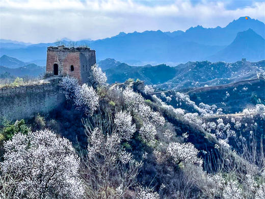 【蟠龙山1日】气吞山河之势的残缺之美漫山遍野的山杏花盛放 商品图1