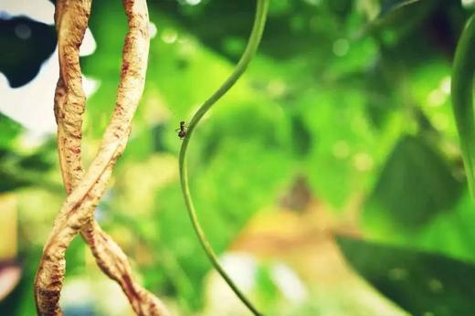 8月10日朴门永续自然教育工作坊 商品图0