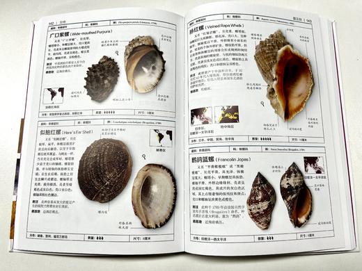 DK贝壳-了解贝类的第一本书，更是送给贝壳爱好者最珍贵的礼物！ 商品图1