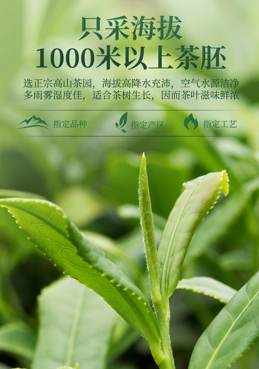 👏🏻终于有货啦🔥【强韵绿罐茉莉花茶】39.9💰🉐180g💥万朵茉莉才能制作1斤的茉莉花茶600小时七窨一提👍🏻 ·🍃万朵茉莉换茶骨，千朵花香一口茶 茉莉 商品图3