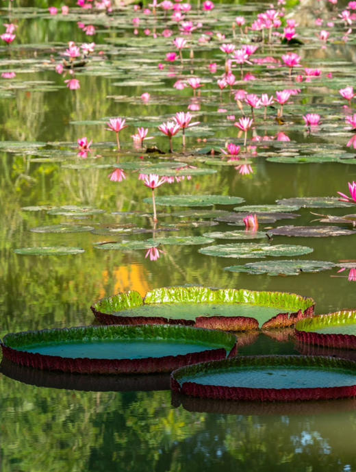 【带着萌娃探云南】西双版纳+普洱6日之旅 商品图0