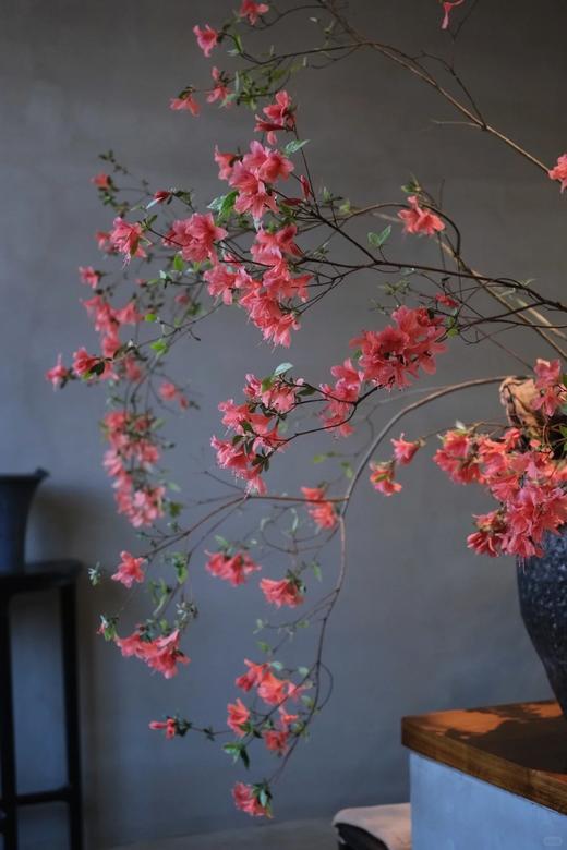 稀有小众花材杜鹃花鲜切枝条1支 商品图1