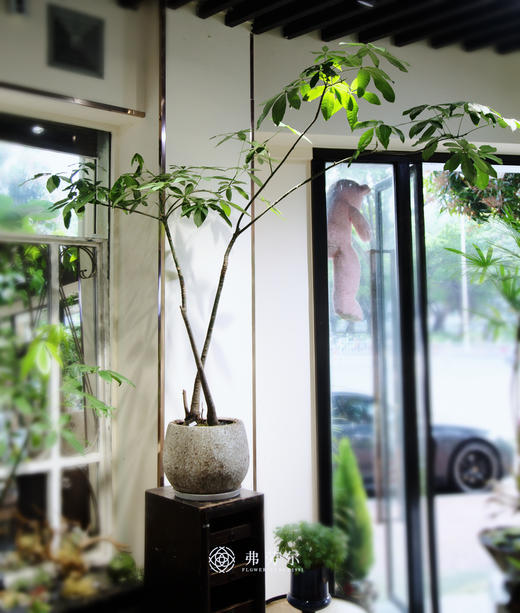 造型发财树（小） 商品图0