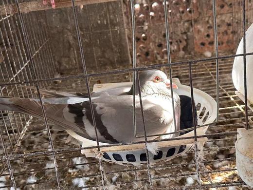 散养鸽子蛋35元1盒10枚，次日到 商品图2