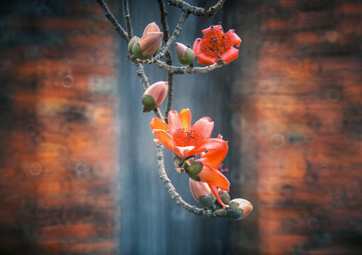 免费公益课程！4.22【花影拾光】拍花技巧揭秘，仅限30位 商品图4