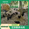凤遗乌鸡4斤左右/只   土生散养乌鸡  肉质紧实  药食同源中药材辅助粮食喂养 商品缩略图4