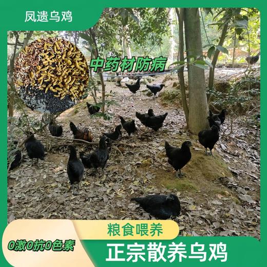 凤遗乌鸡4斤左右/只   土生散养乌鸡  肉质紧实  药食同源中药材辅助粮食喂养 商品图4