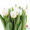 【进口郁金香】 银元（白色单瓣）10枝/扎（长度：35cm） 商品缩略图2