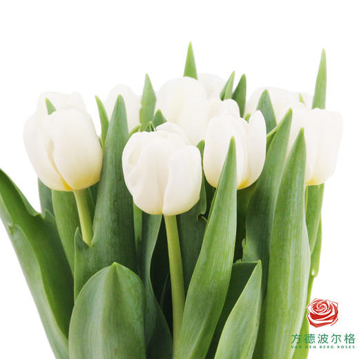 【进口郁金香】 银元（白色单瓣）10枝/扎（长度：35cm） 商品图2