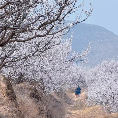 周末1天【十里杏花坡】粉白铺就十里路の十里杏花坡穿越8公里<初级> 商品图0