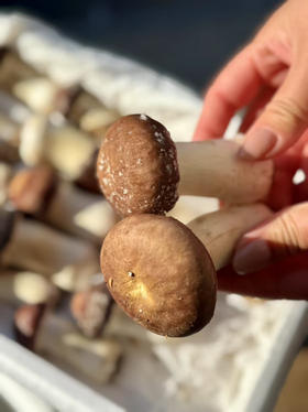 周五送，优质赤松茸，被人们称为“人间仙草”还含有人体必需的多种矿物质如磷、钙、铁、镁等。其中维生素PP的含量是甘蓝、西红柿、黄瓜的10倍，肉质鲜美，嫩滑、爽脆、口感好！2.5斤/箱