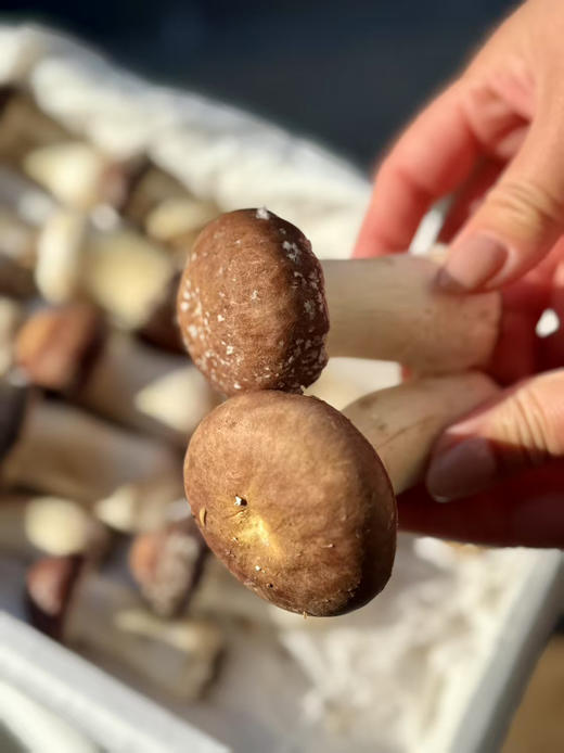 周五送，优质赤松茸，被人们称为“人间仙草”还含有人体必需的多种矿物质如磷、钙、铁、镁等。其中维生素PP的含量是甘蓝、西红柿、黄瓜的10倍，肉质鲜美，嫩滑、爽脆、口感好！2.5斤/箱 商品图0