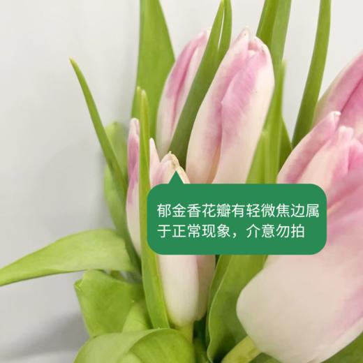 【进口郁金香】 维珍（白色单瓣）10枝/扎（长度：35cm） 商品图6