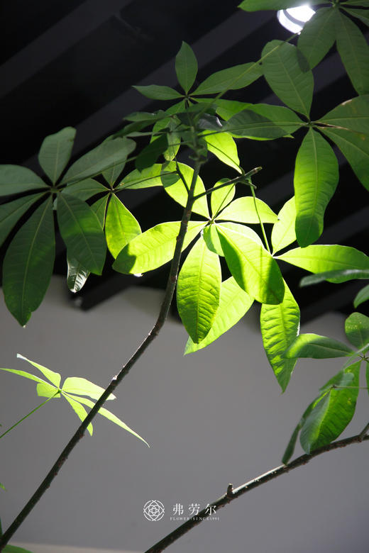 造型发财树（小） 商品图1