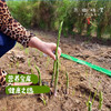 【预售，预计4.6日开始发货】露天生态芦笋（基地直发-顺丰包邮）|1kg/件，来自山东菏泽，生产者：孙喜梅【合作生产，公平贸易】 商品缩略图2