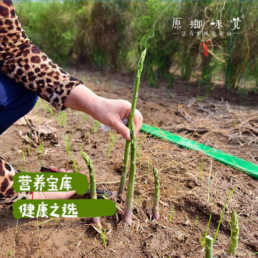 【预售，预计4.6日开始发货】露天生态芦笋（基地直发-顺丰包邮）|1kg/件，来自山东菏泽，生产者：孙喜梅【合作生产，公平贸易】 商品图2