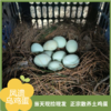 凤遗乌鸡蛋30-40枚/箱   新鲜鸡蛋当日现发   丰富蛋白质  味道鲜美  无添加无抗生素 商品缩略图4