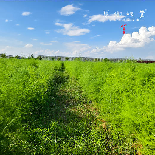 【预售，预计4.6日开始发货】露天生态芦笋（基地直发-顺丰包邮）|1kg/件，来自山东菏泽，生产者：孙喜梅【合作生产，公平贸易】 商品图13