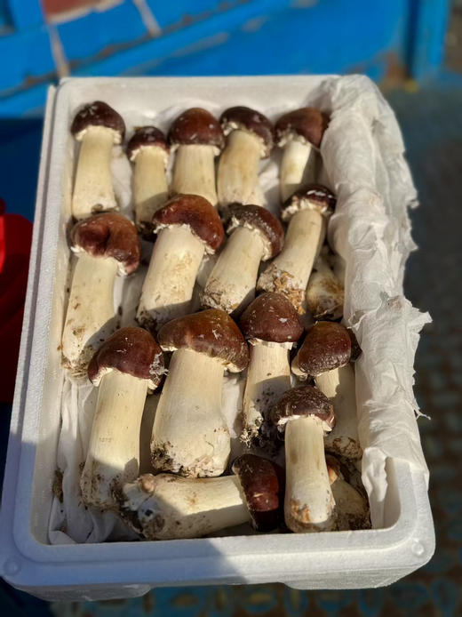 周五送，优质赤松茸，被人们称为“人间仙草”还含有人体必需的多种矿物质如磷、钙、铁、镁等。其中维生素PP的含量是甘蓝、西红柿、黄瓜的10倍，肉质鲜美，嫩滑、爽脆、口感好！2.5斤/箱 商品图1