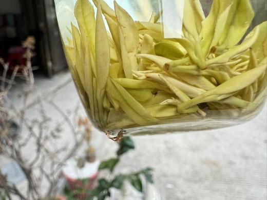 2025春 很仙很特别  黄金芽  里黄杜  别人没有的特殊嫁接方式  50克 商品图6