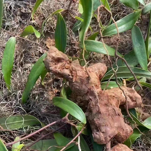 野生土茯苓粉 商品图1