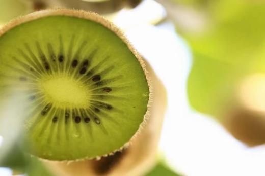 云南高原有机鸭嘴猕猴桃 露天种植 无任何化学农药、化肥、化学激素 商品图6