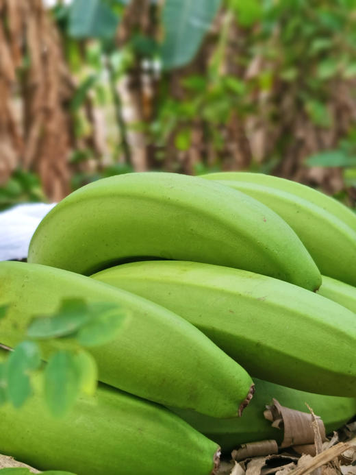 【高州遁地雷香蕉】软糯香甜，有小时候的味道 商品图2