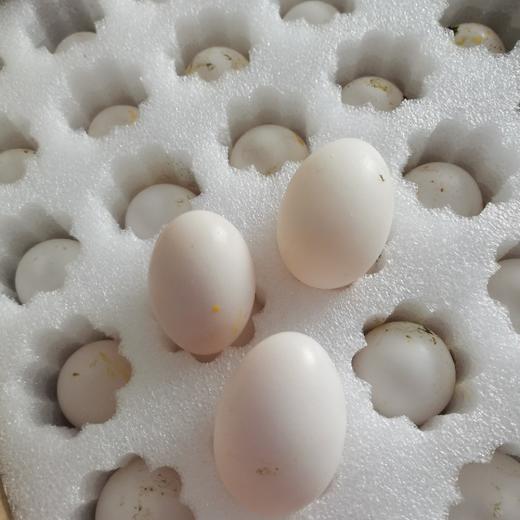 【顺丰空运】新疆喀什鸽子蛋 杂粮喂养 农家特产 白鸽蛋信鸽蛋 孕妇宝宝礼盒装AWJM 商品图3