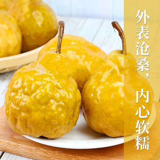 不能硬来的中华丑梨 软了用勺挖着吃   外表丑丑  口感绵密多汁 越软越甜 甘甜可口 沁人心脾 商品图0