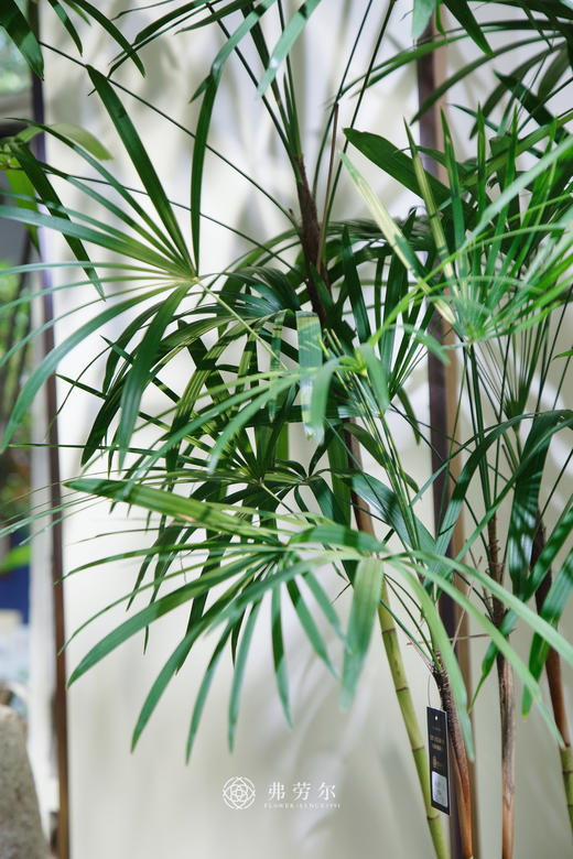 金山棕竹（大） 商品图1