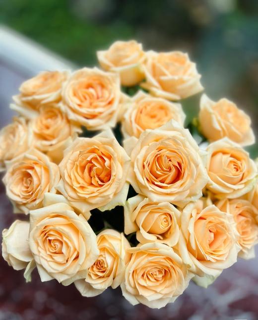 新鲜鲜花 香槟玫瑰鲜切花  10支（可备注送货时间） 商品图0