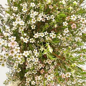 配花 | 尖头腊梅粉白双色