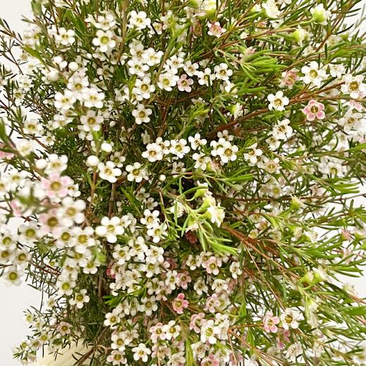 配花 | 尖头腊梅粉白双色 商品图0